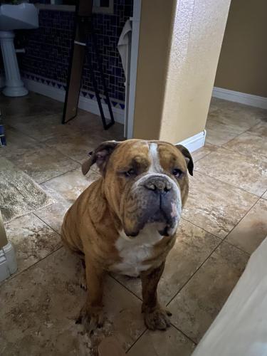 Lost Male Dog last seen Near Ave and Maryland , Glendale, AZ 85305