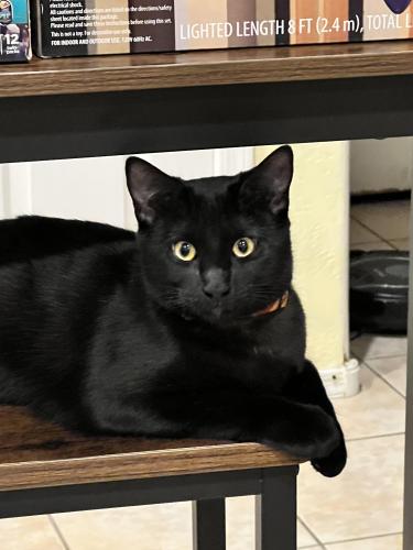 Lost Female Cat last seen Olive & 91st Ave, Peoria, AZ 85345