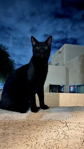 Lost Male Cat last seen 91st Ave & Olive, Peoria, AZ 85345