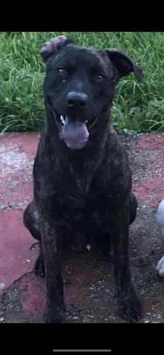 Lost Male Dog last seen Gulf Stream road, Cutler Bay, FL 33157