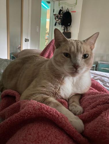 Lost Male Cat last seen Griffin and 40th, Fort Lauderdale, FL 33312
