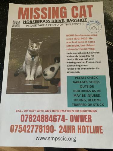 Lost Male Cat last seen Suffolk Close , Surrey, England GU19 5RD