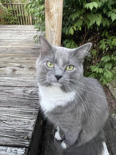 Lost Male Cat last seen Belleau wood drive , Lexington, KY 40517