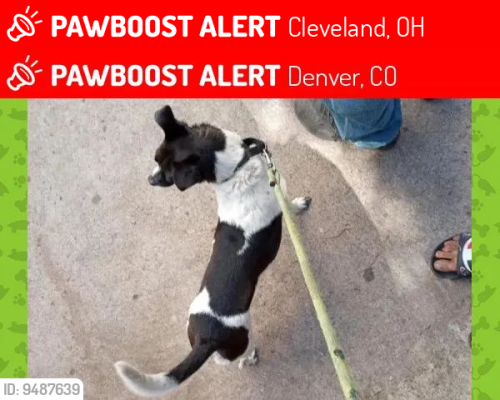 Lost Female Dog last seen   13th and superior ave , Cleveland, OH 44114