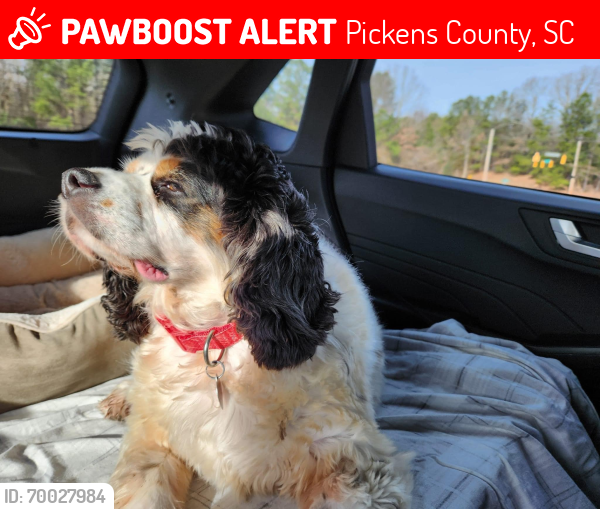 Lost Male Dog last seen Riggins rd, Pickens County, SC 29657