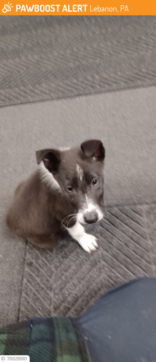 Found/Stray Male Dog last seen 5th Avenue Lebanon, Lebanon, PA 17046