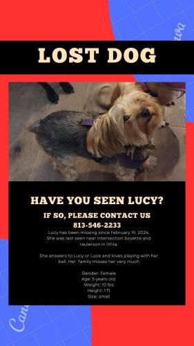 Lost Female Dog last seen Boyette & Raulerson Rd, Lithia, FL 33547