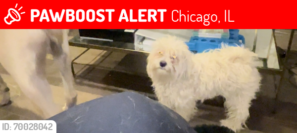 Lost Male Dog last seen Between 63street and 61 street Washington park , Chicago, IL 60637