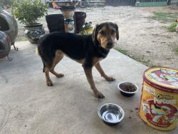 Reunited Male Dog last seen Near Plumas Dr, Converse Tx 78109, Converse, TX 78109
