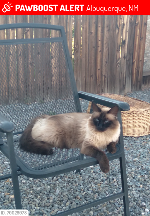 Lost Male Cat last seen Summerfield Pl and Kimela Dr SW, Albuquerque, NM 87121
