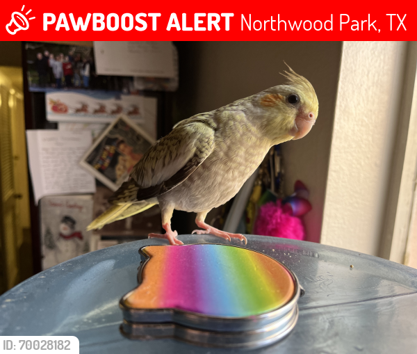 Lost Female Bird last seen Roseville Dr. and FM 2920, Northwood Park, TX 77388