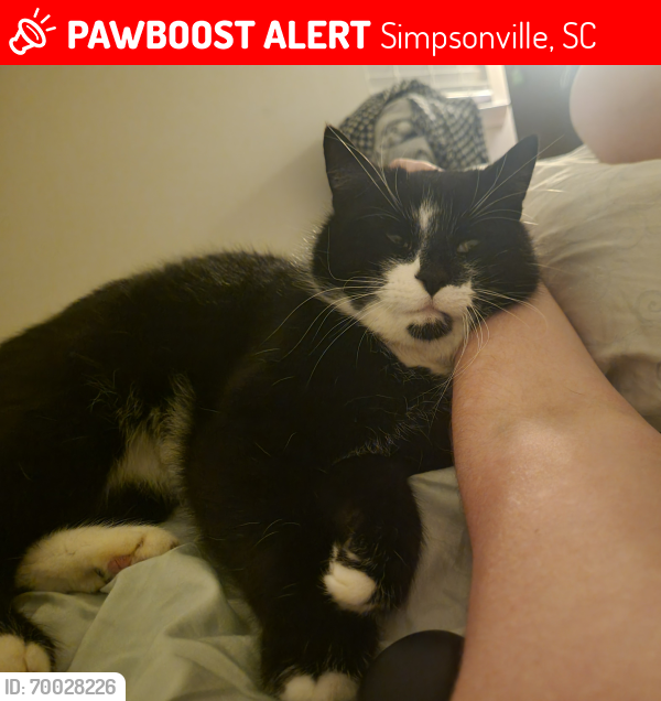 Lost Male Cat last seen Hipps rd, Simpsonville, SC 29681