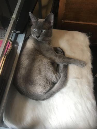 Lost Male Cat last seen Austin and Montrose or Austin and Wilson, Chicago, IL 60630