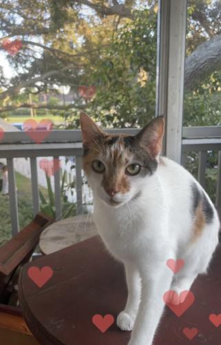 Lost Female Cat last seen Rowan and Little Rd, New Port Richey, FL 34653