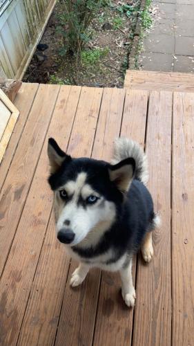 Lost Female Dog last seen Wani Rd , Griffin, GA 30223