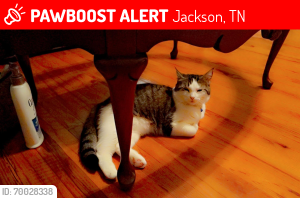 Lost Female Cat last seen Old Humbolt road near bowling alley , Jackson, TN 38305