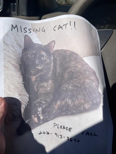 Lost Female Cat last seen Lavista Drive & Lavista Road , Decatur, GA 30033