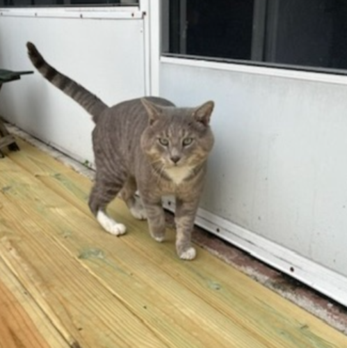 Lost Male Cat last seen commerce and diamond , Port St. Lucie, FL 34953