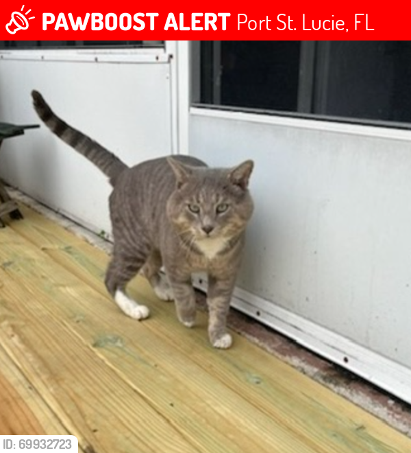 Lost Male Cat last seen commerce and diamond , Port St. Lucie, FL 34953