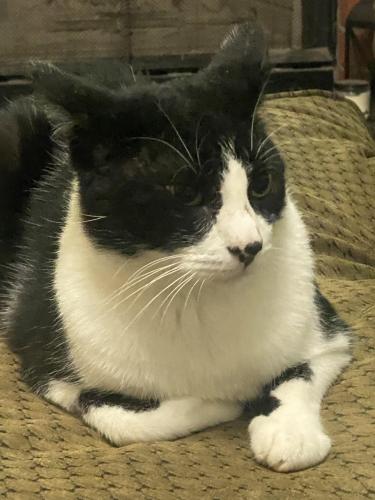 Lost Male Cat last seen McFarland and cottage Hill , Mobile, AL 36695