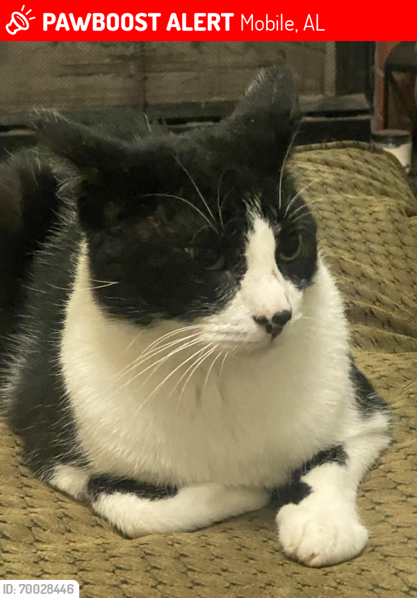 Lost Male Cat last seen McFarland and cottage Hill , Mobile, AL 36695