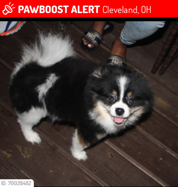 Lost Female Dog last seen Lakeshore Blvd . , Cleveland, OH 44110
