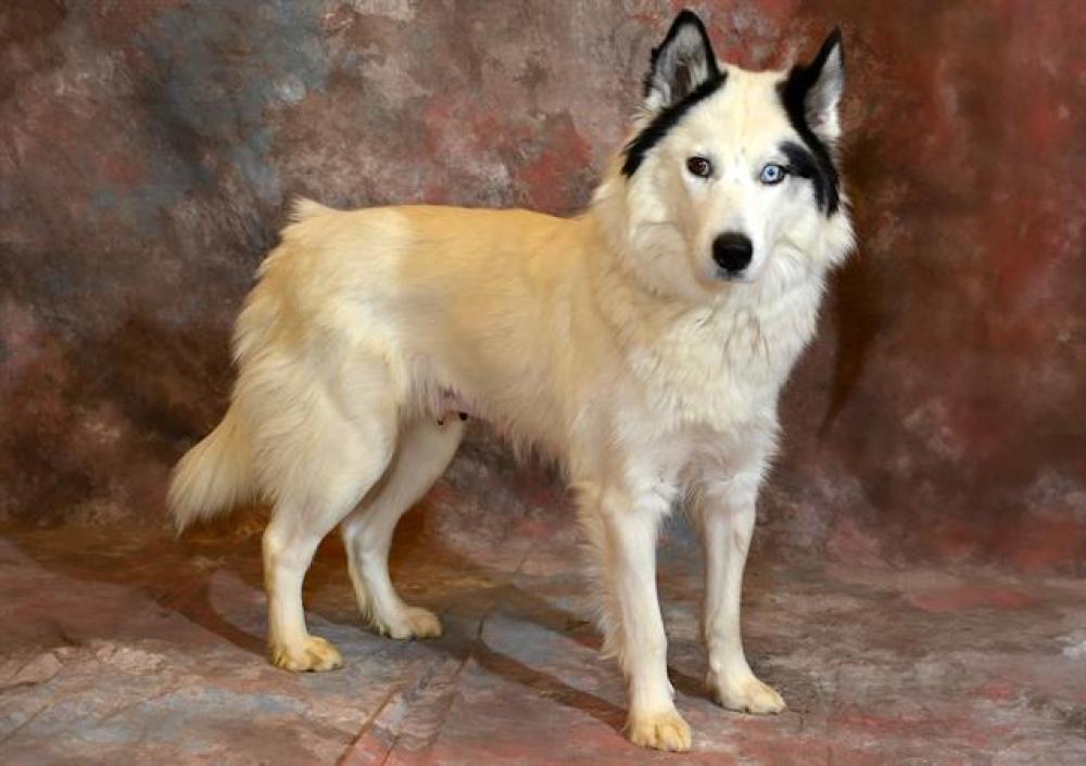 Shelter Stray Female Dog last seen Near BLOCK W 4195 S, TAYLORSVILLE UT 84129, West Valley City, UT 84120