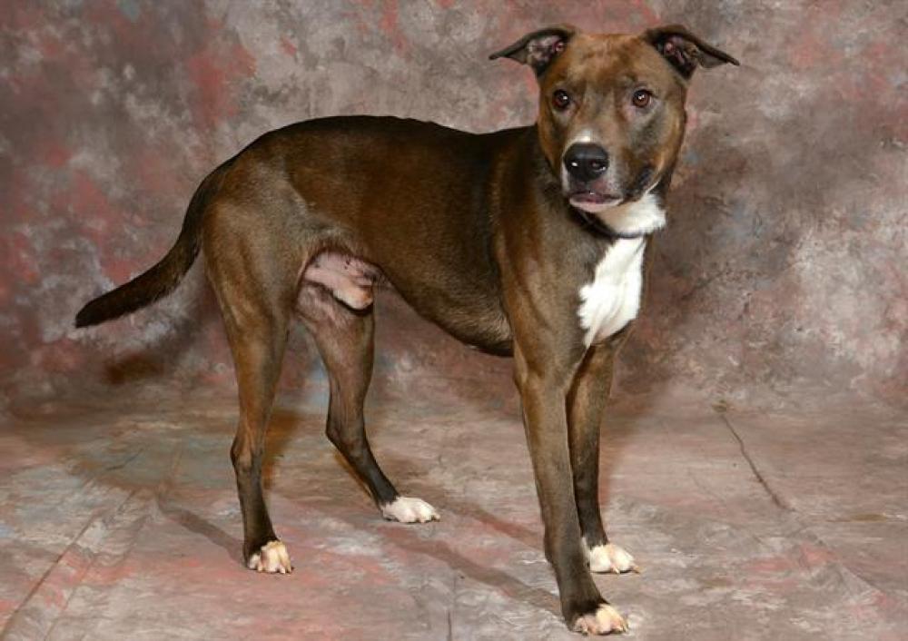 Shelter Stray Male Dog last seen Near BLOCK S CONSTITUTION BLVD, WEST VALLEY CITY UT 84119, West Valley City, UT 84120