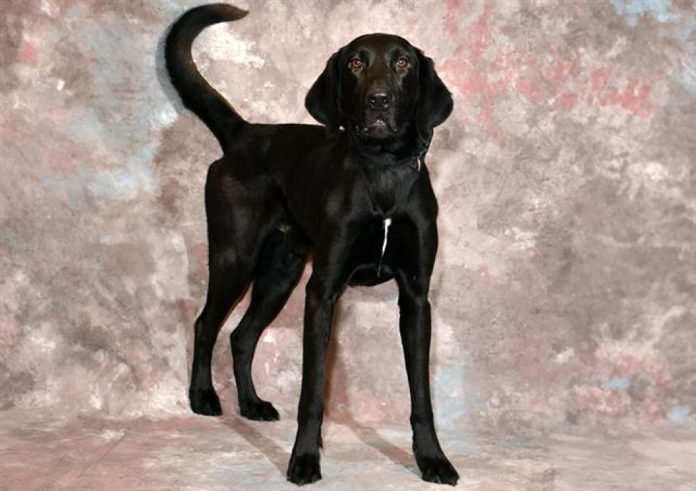 Shelter Stray Male Dog last seen Near BLOCK W 3500 S, WEST VALLEY CITY UT 84119, West Valley City, UT 84120