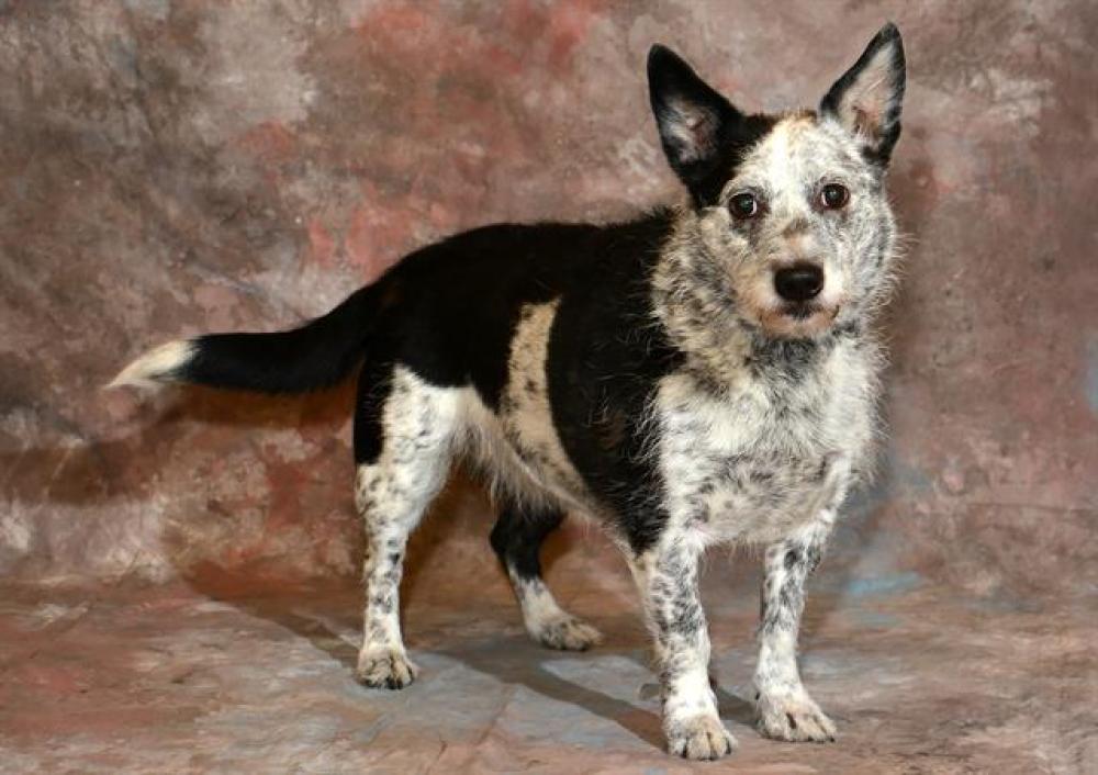 Shelter Stray Female Dog last seen Near BLOCK W LINDA VISTA, WEST VALLEY CITY UT 84119, West Valley City, UT 84120