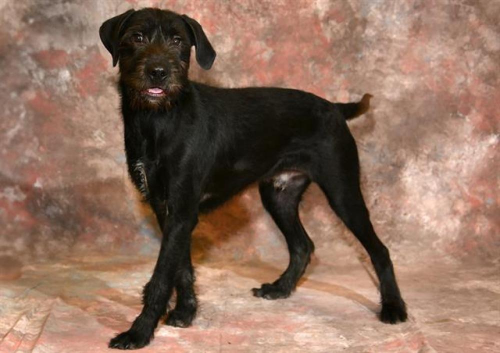 Shelter Stray Male Dog last seen Near BLOCK W 3500 S, WEST VALLEY CITY UT 84120, West Valley City, UT 84120