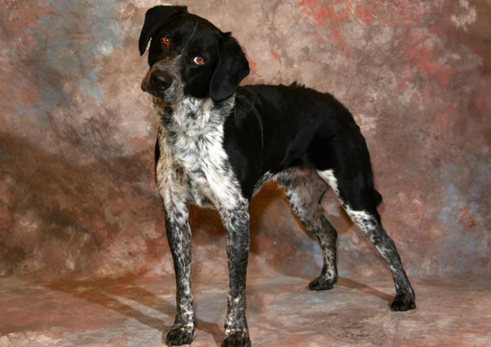 Shelter Stray Male Dog last seen Near BLOCK S VERNA CIR, West Valley City, UT 84120