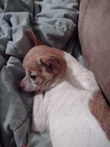 Lost Female Dog last seen Sunset Ave heading to Nashville near coats vet and sheetz, Rocky Mount, NC 27804