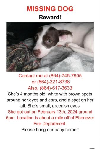 Lost Female Dog last seen Ebenezer fire department hwy 413 , Anderson County, SC 29624