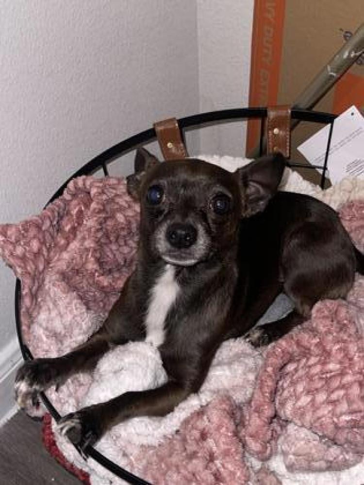 Shelter Stray Male Dog last seen San Antonio, TX 78238, San Antonio, TX 78229