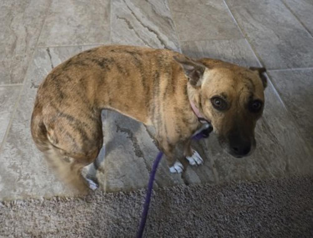 Shelter Stray Female Dog last seen San Antonio, TX 78258, San Antonio, TX 78229