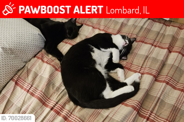 Lost Male Cat last seen Roosevelt Rd and Main St, Lombard, IL 60148