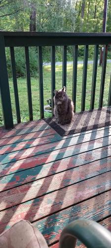 Lost Male Cat last seen Mountainview Dr./Cedar Dr., Lehigh Township, PA 18088