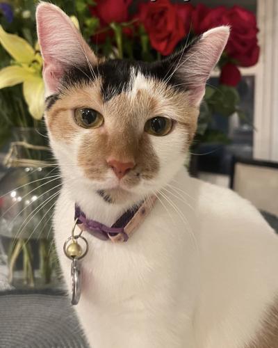 Lost Female Cat last seen holly ave., beech rd, sterling middle, n hickory rd , Sterling, VA 20164
