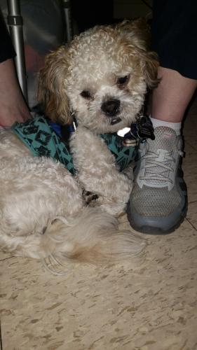 Lost Male Dog last seen 15th East and 4th Street, Duluth, MN 55812