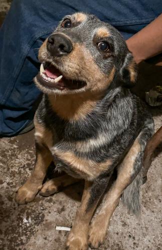 Found/Stray Male Dog last seen Near N Williams Rd San Benito Tx, San Benito, TX 78586