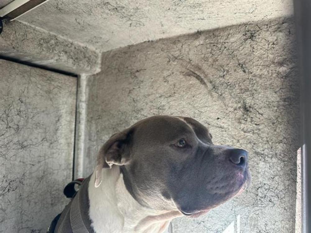 Shelter Stray Male Dog last seen Near BLOCK EVANS ST, HOLLYWOOD FL 33021, Davie, FL 33312