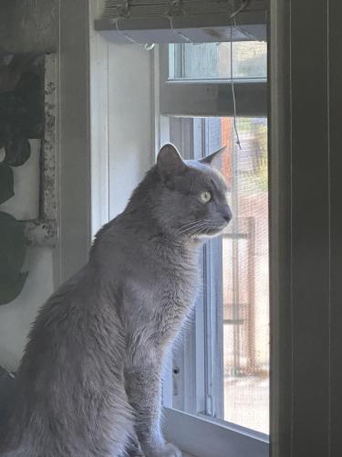 Lost Male Cat last seen Chinowth and Hurley , Owosso, MI 48867