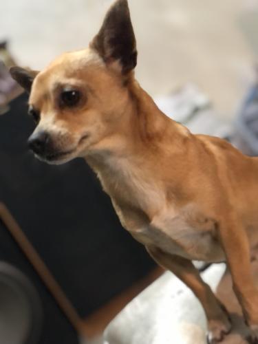 Lost Male Dog last seen Baker st and project rd, Aiken County, SC 29851