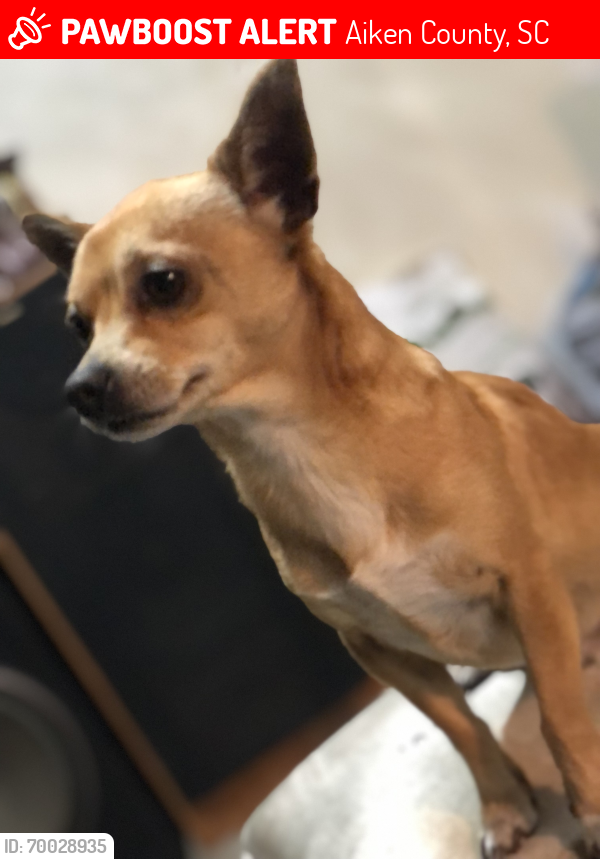 Lost Male Dog last seen Baker st and project rd, Aiken County, SC 29851