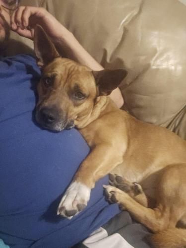 Lost Male Dog last seen 4th and Alameda , Albuquerque, NM 87113