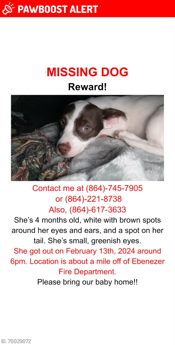 Lost Female Dog last seen Ebenezer fire department , Anderson County, SC 29624