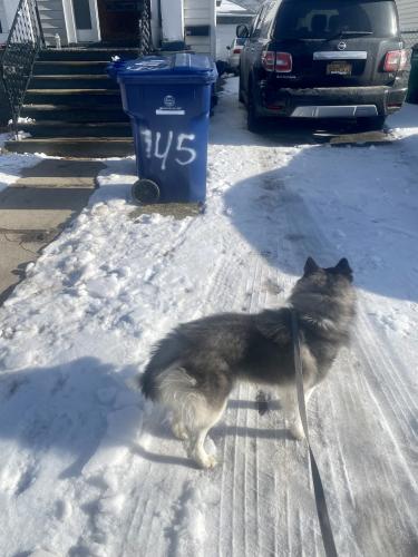 Lost Male Dog last seen Na, Buffalo, NY 14207