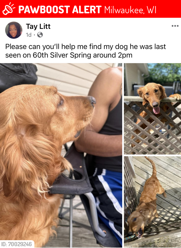 Lost Male Dog last seen Silver Spring , Milwaukee, WI 53204