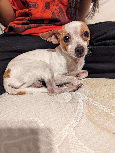 Lost Male Dog last seen Near e 56st, Odessa, TX 79762